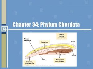 Chapter 34 Phylum Chordata Phylum Chordata all chordates