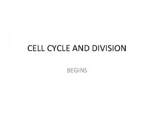 CELL CYCLE AND DIVISION BEGINS The Cell Cycle
