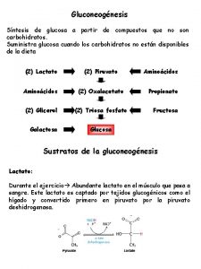 Gluconeognesis Sntesis de glucosa a partir de compuestos