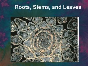 Roots Stems and Leaves Roots Stems and Leaves
