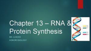 Chapter 13 RNA Protein Synthesis MS LUACES HONORS