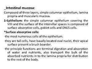 Intestinal mucosa Composed of three layers simple columnar