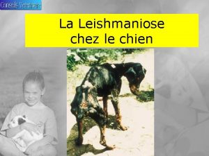 La Leishmaniose chez le chien La Leishmaniose chez