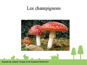 Les champignons Expos de Jeanne Tocque et de
