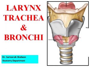 LARYNX TRACHEA BRONCHI Dr Sameerah Shaheen Anatomy Department