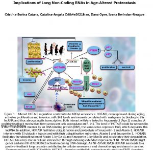 Implications of Long NonCoding RNAs in AgeAltered Proteostasis