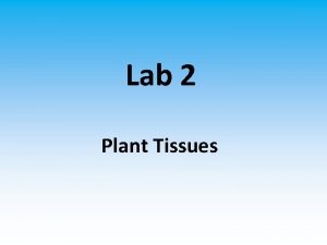 Lab 2 Plant Tissues Plant tissues 1 meristematic