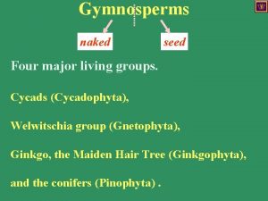 Gymnosperms naked seed Four major living groups Cycads