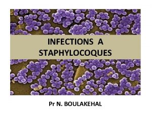 INFECTIONS A STAPHYLOCOQUES Pr N BOULAKEHAL EPIDEMIOLOGIE Agent