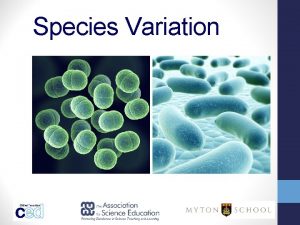 Species Variation Lesson Objectives To define variation and