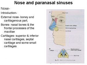 Nose and paranasal sinuses Nose Introduction External nose