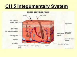 CH 5 Integumentary System SKIN The integumentary system