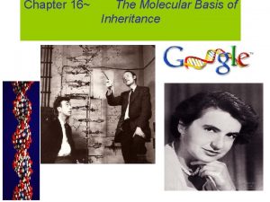 Chapter 16 The Molecular Basis of Inheritance Scientific