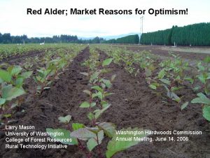 Red Alder Market Reasons for Optimism Larry Mason