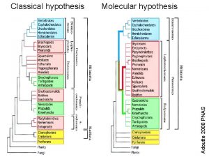 Molecular hypothesis Adoutte 2000 PNAS Classical hypothesis Protostome
