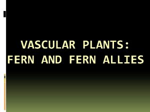 VASCULAR PLANTS FERN AND FERN ALLIES Tracheophytes The