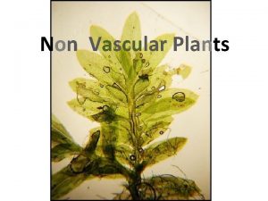 Non Vascular Plants What are Nonvascular Plants Traits