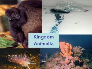 Kingdom Animalia Embryonic development Phylum Porifera Pore Bearers