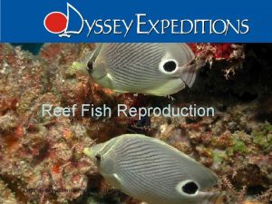 Reef Fish Reproduction Odyssey Expeditions Fish Reproduction 1