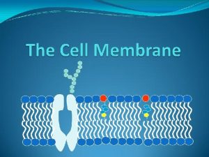 Cell Membrane Functions Protects and supports the cell