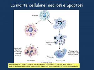 La morte cellulare necrosi e apoptosi MENTRE LA