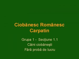 Ciobnesc Romnesc Carpatin Grupa 1 Seciune 1 1