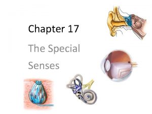 Chapter 17 The Special Senses Special Senses Recall