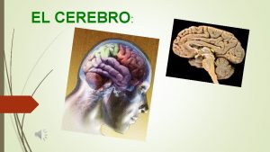 EL CEREBRO OBJETIVO Identificar los hemisferios de la