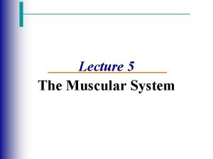 Lecture 5 The Muscular System The Muscular System