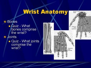 Wrist Anatomy Bones l Quiz What bones comprise