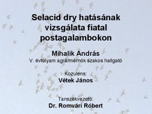 Selacid dry hatsnak vizsglata fiatal postagalambokon Mihalik Andrs