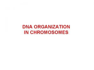 DNA ORGANIZATION IN CHROMOSOMES Viral and Bacterial Chromosomes