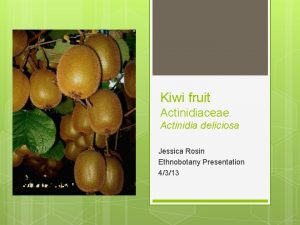 Kiwi fruit Actinidiaceae Actinidia deliciosa Jessica Rosin Ethnobotany Kiwi fruit Actinidiaceae Actinidia deliciosa Jessica Rosin Ethnobotany