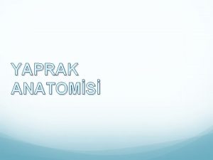 Bifasiyal yaprak