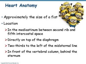 Heart Anatomy Approximately the size of a fist