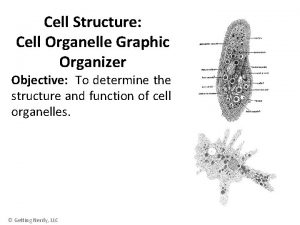 Cell Structure Cell Organelle Graphic Organizer Objective To