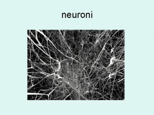 neuroni neuroni sinapsi Strati della corteccia cerebrale Strati