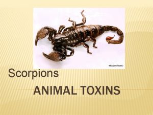 Scorpions ANIMAL TOXINS SCIENTIFIC CLASSIFICATION Kingdom Animalia Phylum