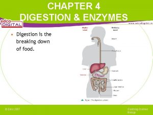 CHAPTER 4 DIGESTION ENZYMES Digestion is the breaking