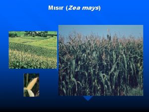 Msr Zea mays Trkiyede Silajlk Msr Ekim Alan