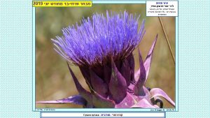 Lior Almagor 08 06 19 12 Cichorium endivia