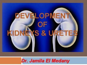 DEVELOPMENT OF KIDNEYS URETES Dr Jamila El Medany