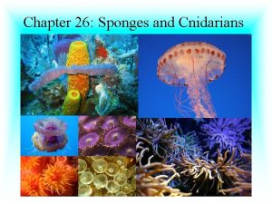 Chapter 26 Sponges and Cnidarians 26 1 Introduction