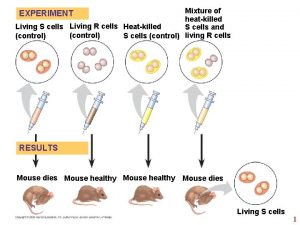 Mixture of heatkilled Living S cells Living R