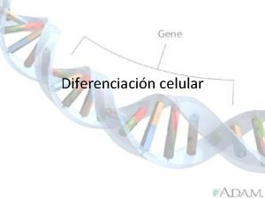 Diferenciacin celular Es conocido que durante el desarrollo