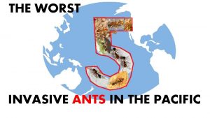 THE WORST INVASIVE ANTS IN THE PACIFIC What