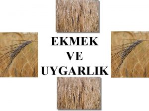 EKMEK VE UYGARLIK LE YYCLKTEN TAHIL DEVRMNE GDEN