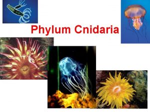 Phylum Cnidaria 1 3 Phylum Cnidaria Radial symmetry