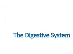 The Digestive System Anatomy of the Digestive System