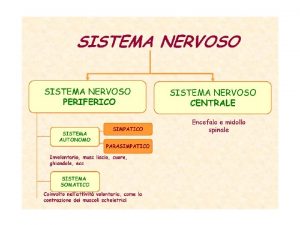 ANATOMIA SNC e SNP ANATOMIA e FISIOLOGIA SNA